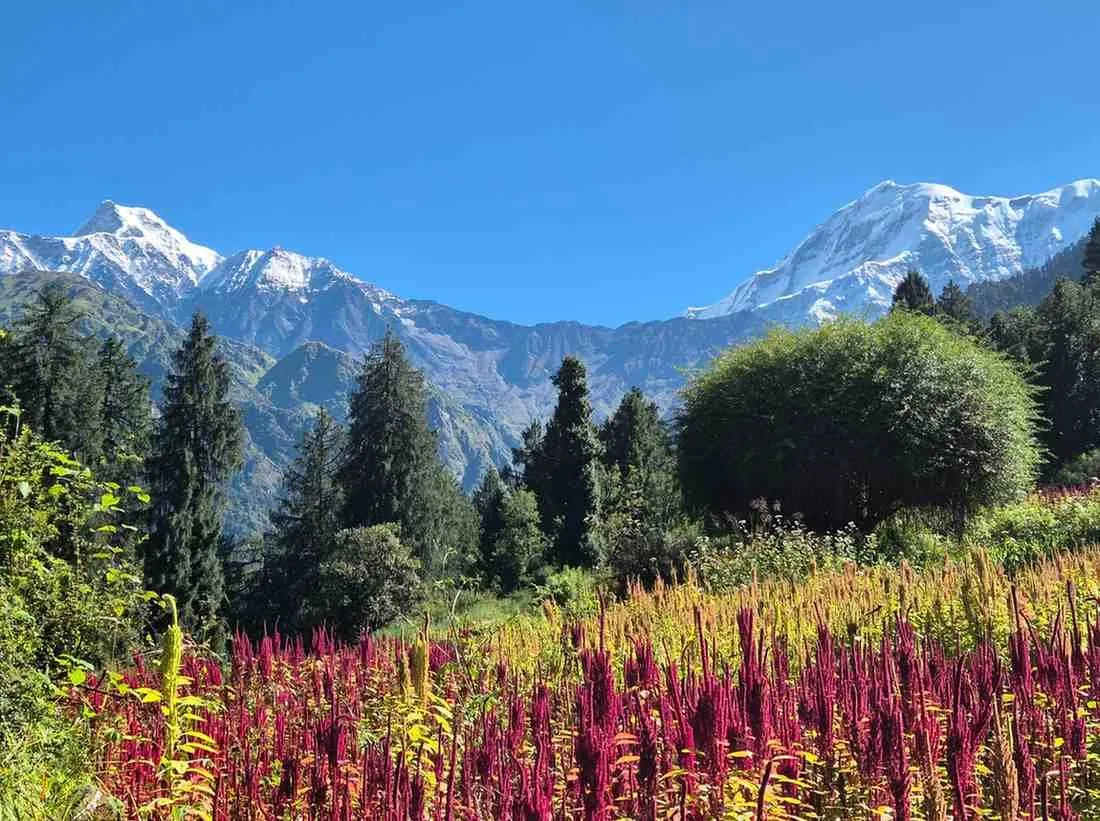 Nanda Devi East, photo 1 from a Kailasa Treks departure